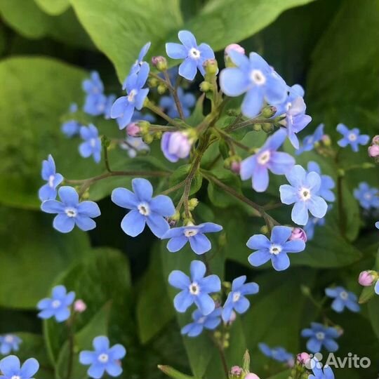 Бруннера(незабудка) в горшках