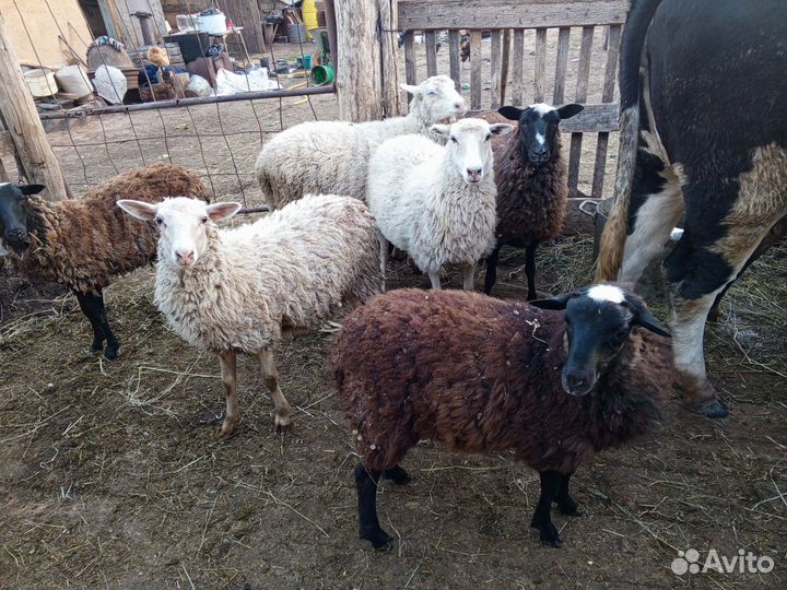 Овцы и бычок