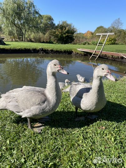 Утки мускусные тяжелая линия