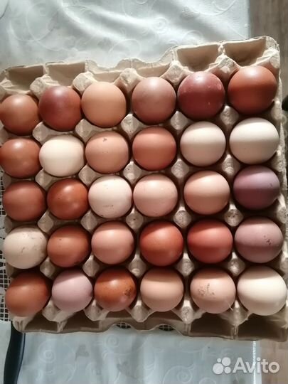 Домашние куриные яйца