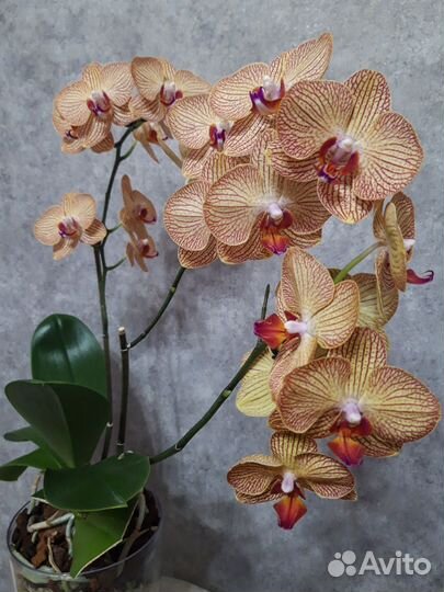 Орхидея фаленопсис Rovello