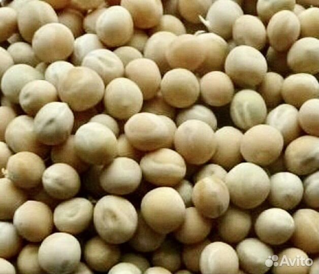 Семена гороха 4 вида