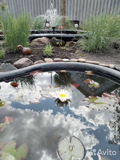 Нимфея водная лилия для пруда и водоёмов