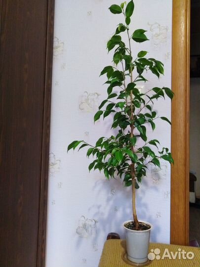 Фикус бенджамина
