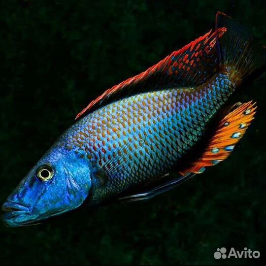 Малавийские цихлиды