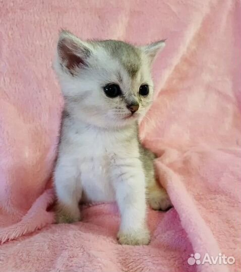 Британская серебристая шиншилла