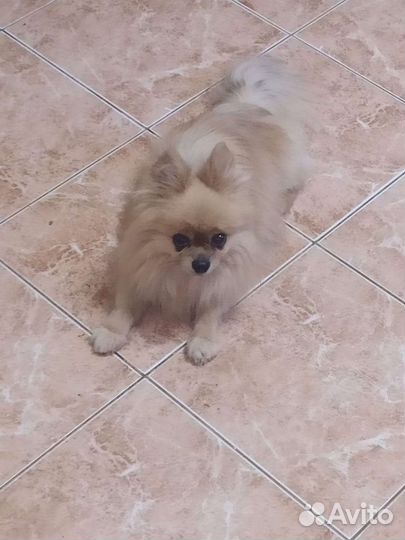 Передержка домашняя