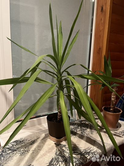 Пальма юкка