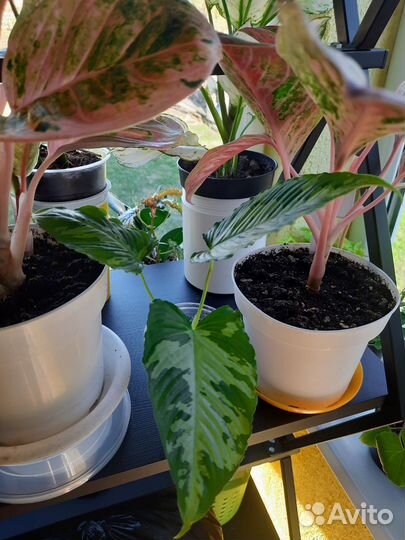 Комнатные растения.Обновлен 28.06