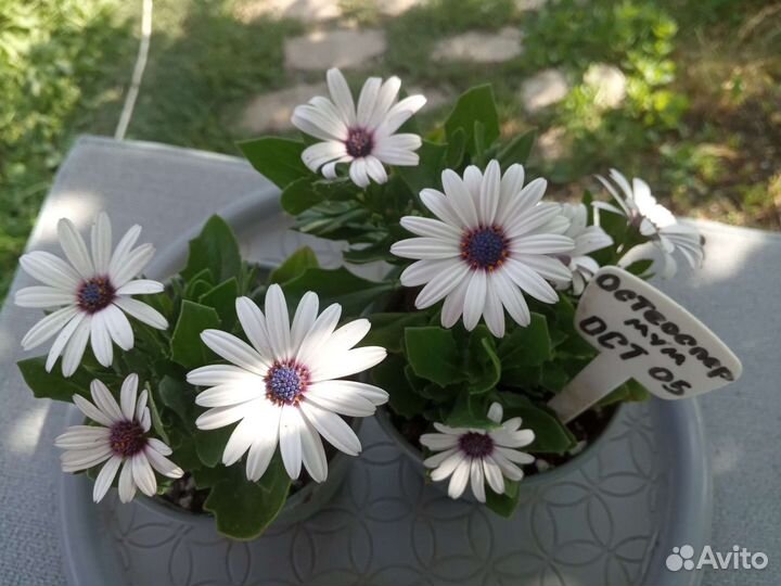 Остеоспермум (Африканская ромашка)