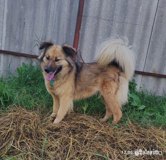 Собачка Лайма ищет дом