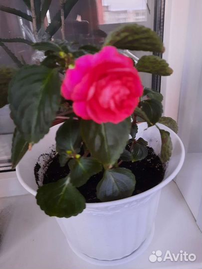 Бальзамин ванька мокрый