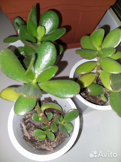 Денежное дерево Толстянка