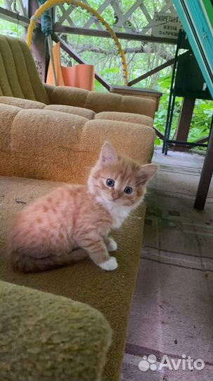 Котята им месяц в добрые руки Москва и Подмосковье