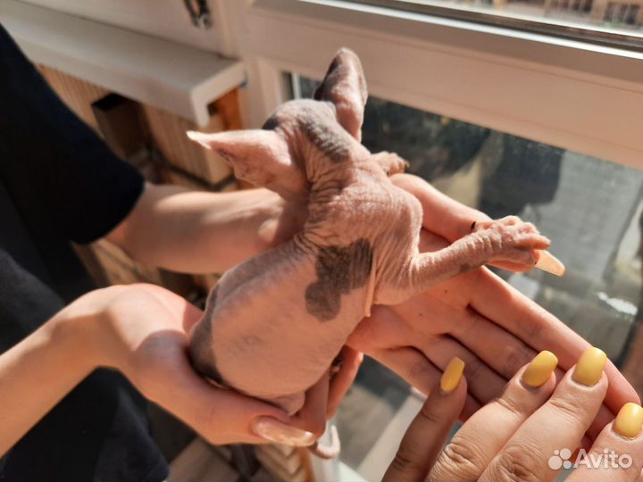 Котята канадского сфинкса