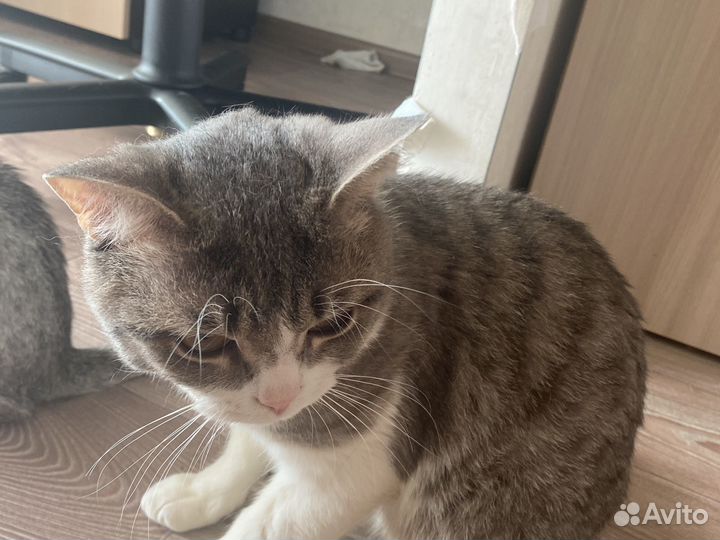 Кошка в дар