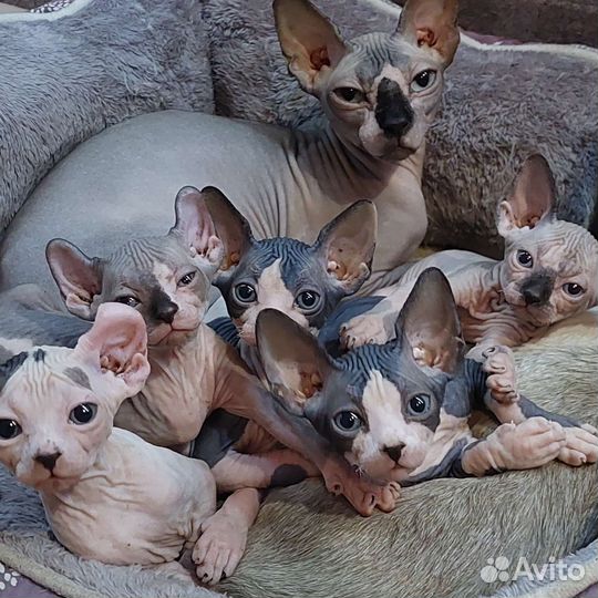 Канадский сфинкс котята