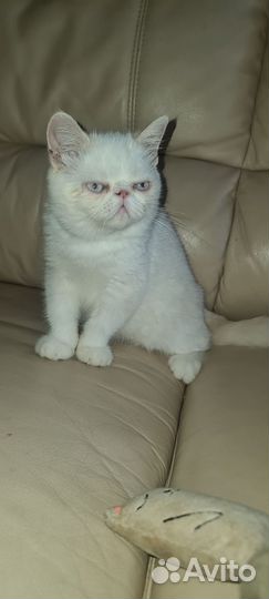 Котенок экзот