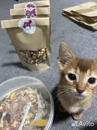 Сирийский хомячонок