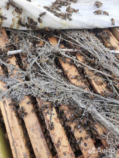 Продам пчелосемьи