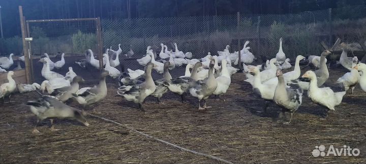 Гуси на мясо молодняк