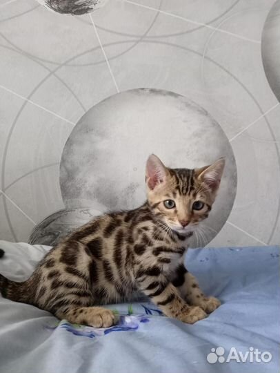 Бенгальские котята