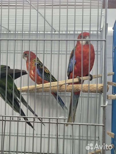 Розелла Красная/ Пёстрая