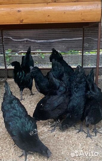 Обменяю племенного петуха ухейилюй на курочку