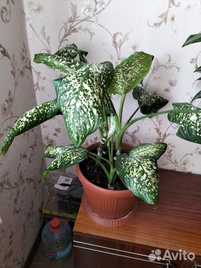 Диффенбахия