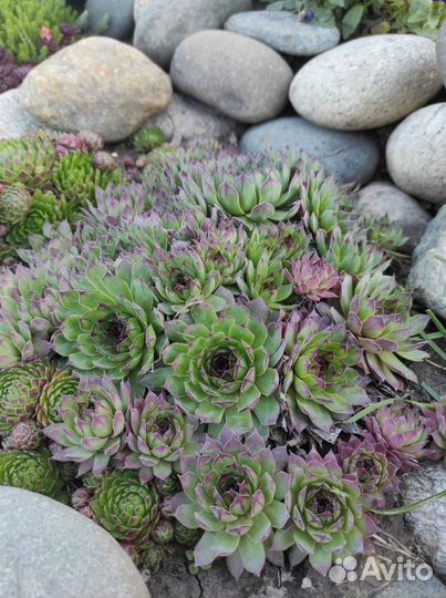 Молодило-каменная роза, многолетник