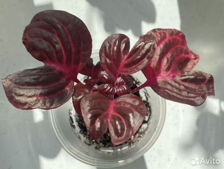 Ирезине хербста