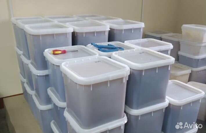 Мёд натуральный с Алтая оптом min 16kg