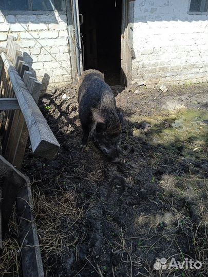 Хряк вьетнамский