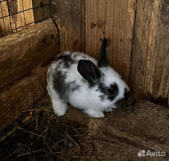 Крольчата
