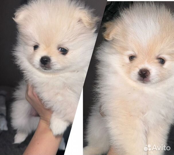 Продам щенка шпица