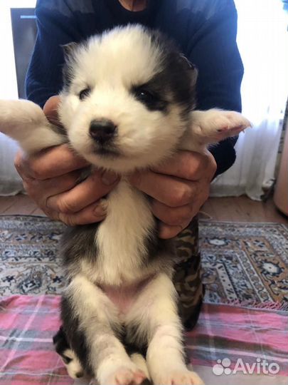 Щенки сибирской хаски