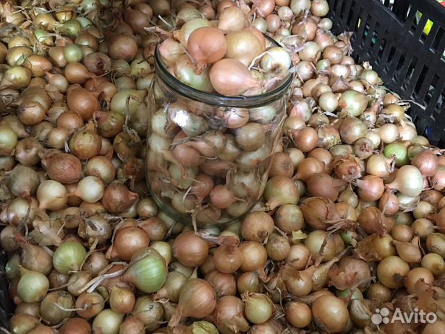 Лук севок Сибирский