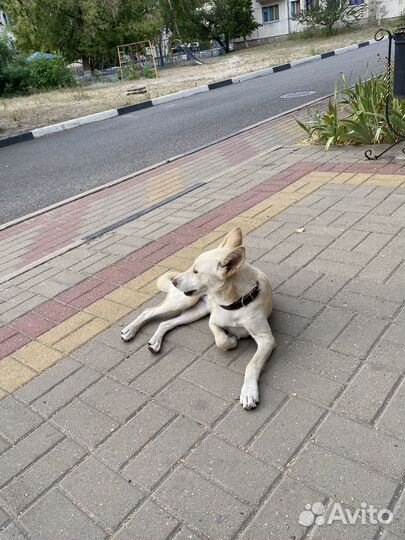 Щенок, девочка