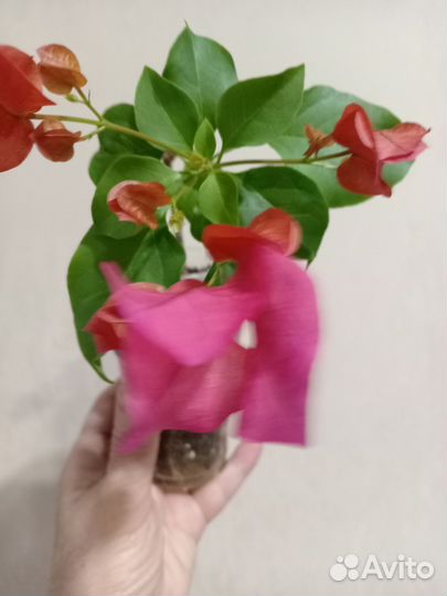 Бугенвиллия