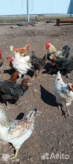 Куры несушки продам