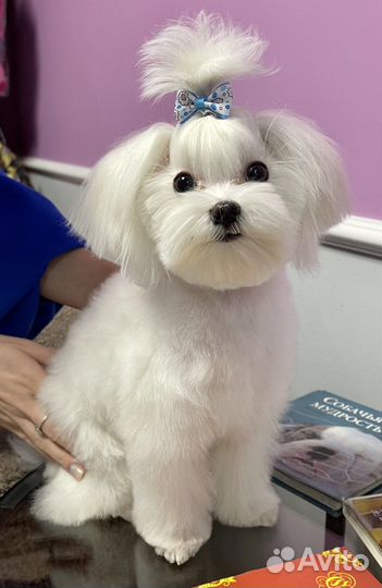 Мальтезе мини