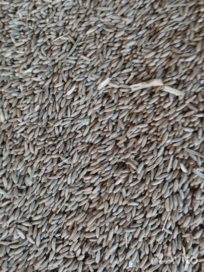 Продам рожь