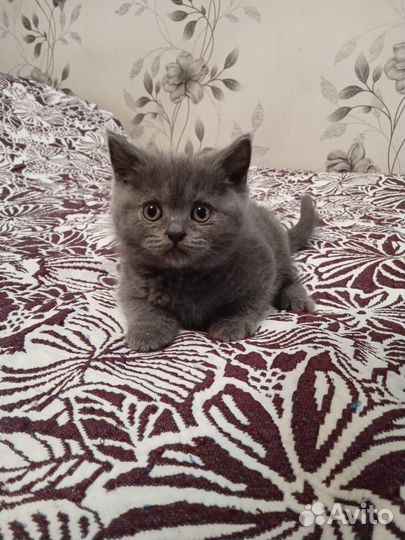 Британские котята