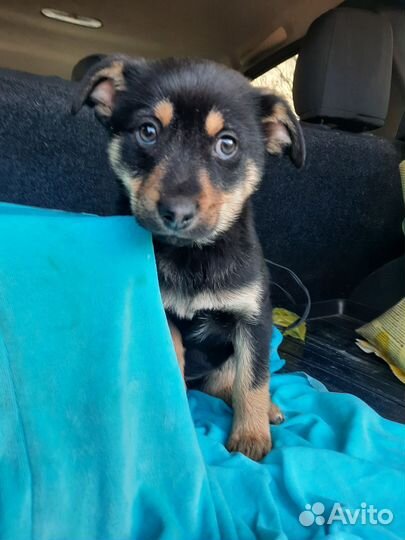 Щенок в добрые руки бесплатно