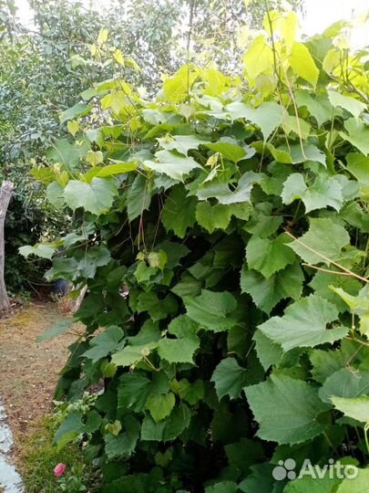 Виноград синий