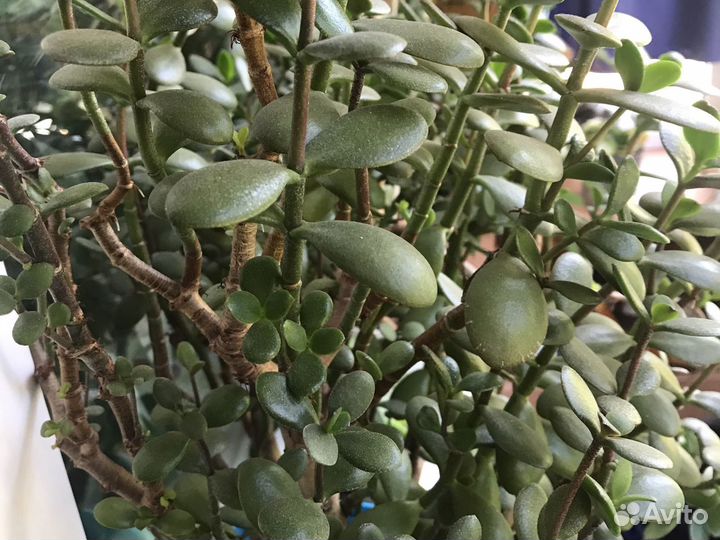 Толстянка (денежное дерево)