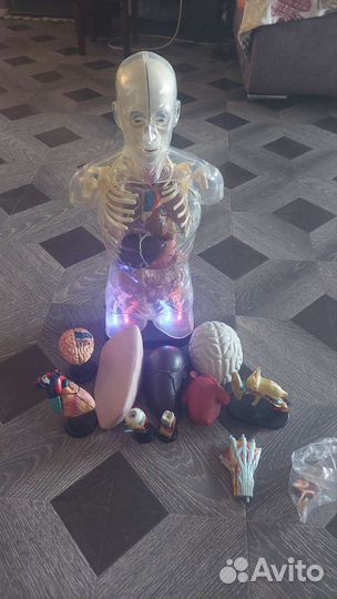 Модель скелета человека