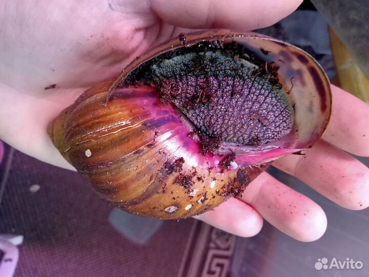 Улитка ахатина ахатина тигр