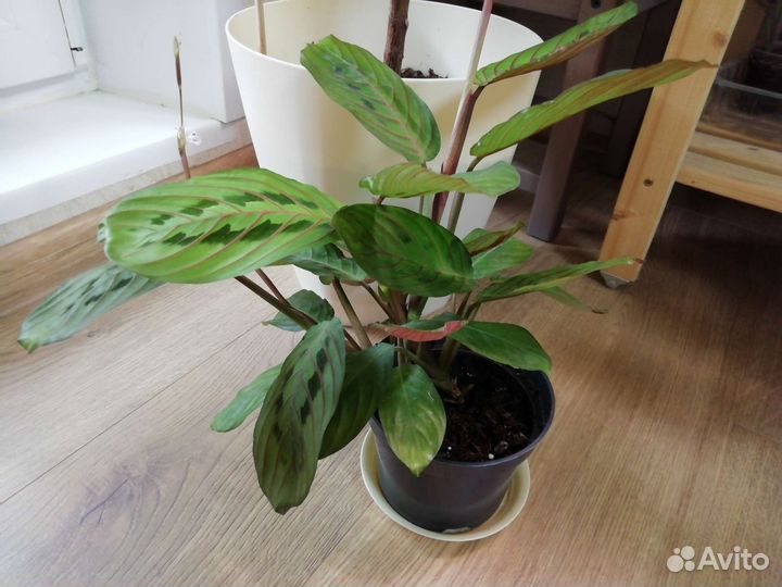 Маранта триколор