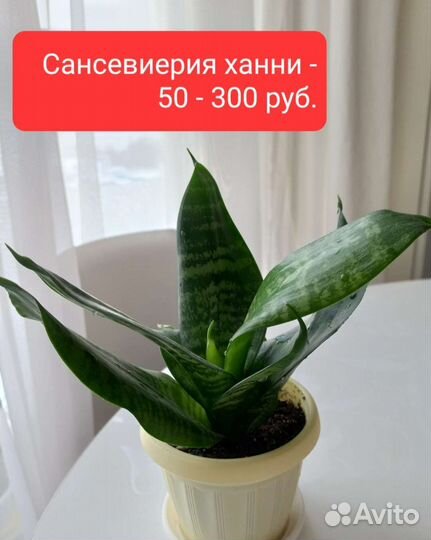 Каланхоэ, сансевиерия, толстянка, хойя